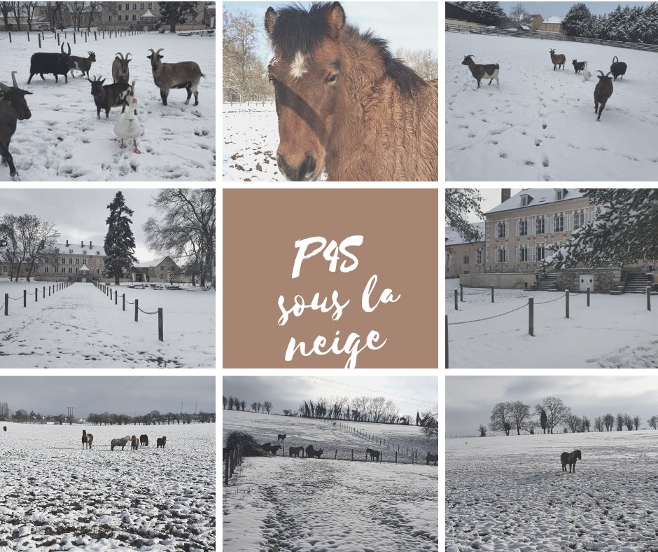 Poenys des 4 saisons sous la neige🐴❄🐧