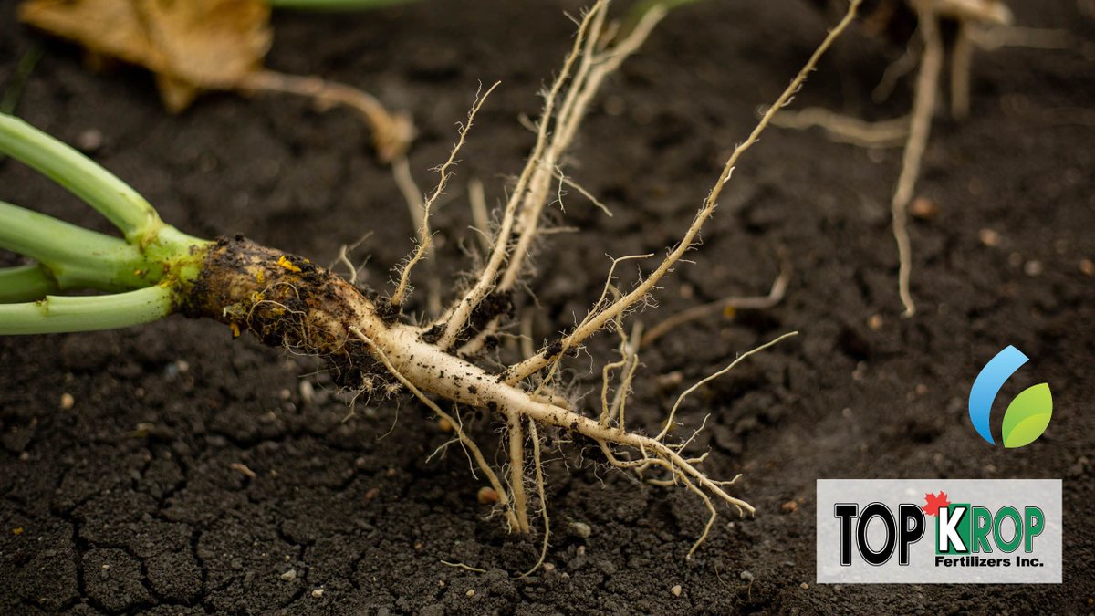 TopkropInc's tweet photo. ACF-SR delivers a broad spectrum of beneficial soil bacteria to enhance plant and root growth while drastically improving soil health. Check out our Facebook page to learn about all of the species and functions of #ACFSR! https://t.co/BU3YhFzkaJ