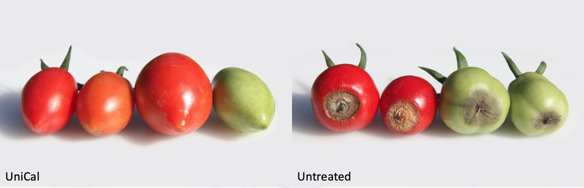 uniumbioscience's tweet photo. Delivery of calcium in an efficient form can produce excellent results. #Unical #Acalsa #Calfite Extra #calcium #tomatoes https://t.co/Rw6R1VJQFR