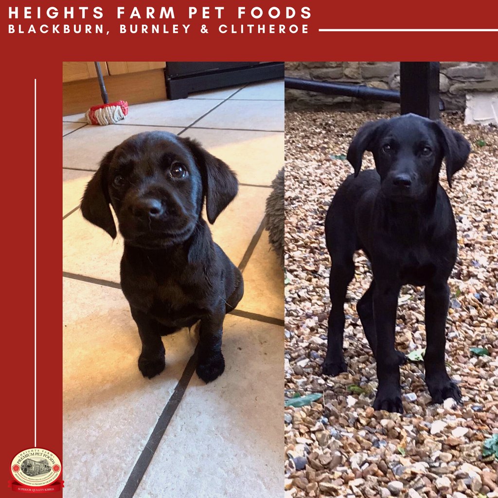 Samson has been a customer of Heights Farm Blackburn, Burnley &amp; Clitheroe, and has been on our Heights Farm puppy food to ensure full development throughout his puppy years. 
Want to try a sample? Visit our website!
heightsfarmpetfoods.co.uk