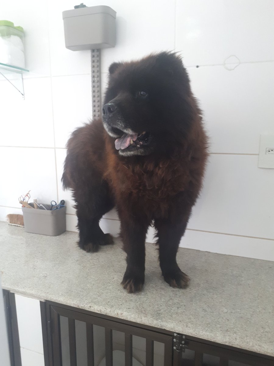 AuBanho's tweet photo. "Peludo" pelado🔞🐶 https://t.co/0EpZet7ebt