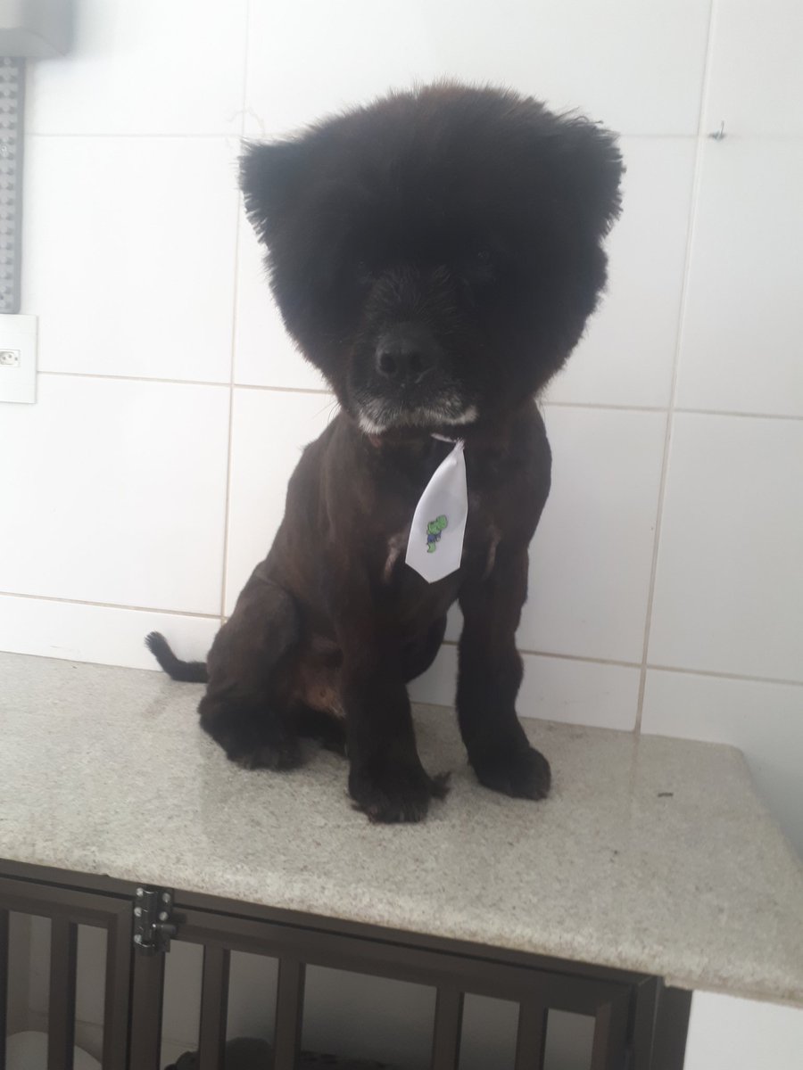 AuBanho's tweet photo. "Peludo" pelado🔞🐶 https://t.co/0EpZet7ebt