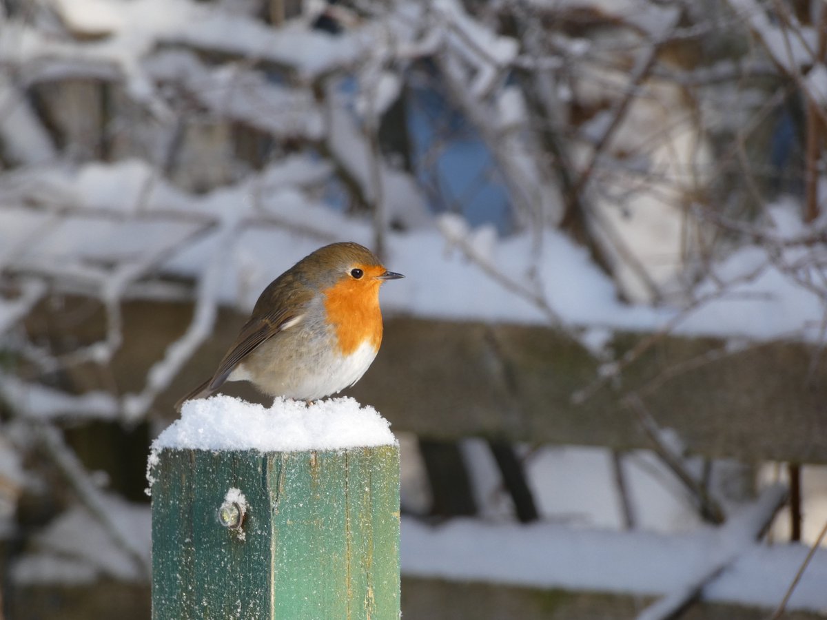 dmlWilliams's tweet photo. A little red robin, all puffed up to help keep warm ... stunning colours! #NaturePhotography #snow #Winterwatch https://t.co/mhV3NHFBnA