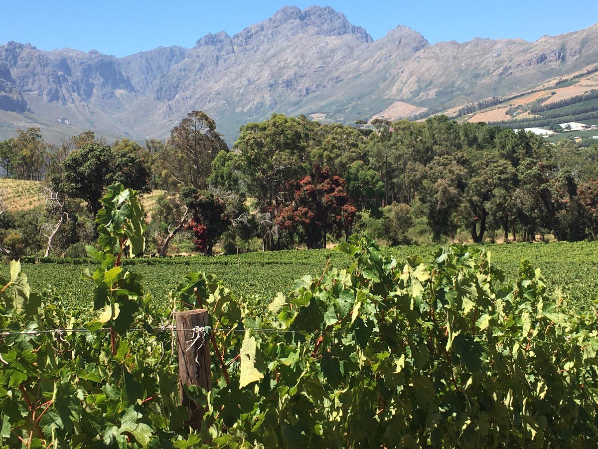 France in South Africa, Lesotho and Malawi (@frenchembassyza) on Twitter photo Vineyards in Western Cape suffer growing water shortages. 🇿🇦🇫🇷 are leading a research programme on grapevine production with limited 💧 ressource. French startup <a href="/VegetalSignals/">Vegetal Signals</a> measures plan electrical signals in partnership with <a href="/lawinetech/">La WineTech 🍇</a> and #southafricangrape. Vineyards in Western Cape suffer growing water shortages. 🇿🇦🇫🇷 are leading a research programme on grapevine production with limited 💧 ressource. French startup <a href="/VegetalSignals/">Vegetal Signals</a> measures plan electrical signals in partnership with <a href="/lawinetech/">La WineTech 🍇</a> and #southafricangrape.