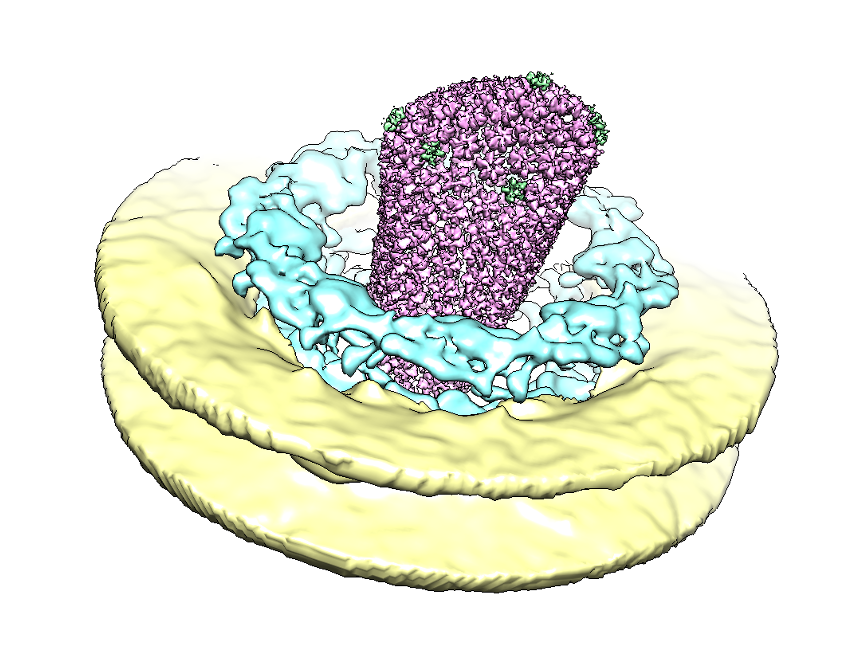 Beck_Laboratory's tweet photo. HIV capsid protects the viral genome until the very last moment. Work by @EM_Rgiotta
 and @VojtechZila online at @CellCellPress. 

Thanks to @SimoneMattei19 B Müller @MarinaLusic
 and HG Kräusslich for a collaboration within #SFB1129! @embl @mpibp @uniklinik_hd @CiidHeidelberg https://t.co/FswBvVFyUx