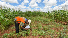 A list of stories by <a href="/hinnrich/">samuel hinneh</a> for <a href="/SciDevNet/">SciDev.Net</a> 

scidev.net/sub-saharan-af…