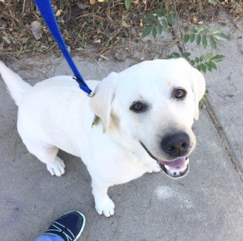 ChathamAnimal's tweet photo. Snowball was a breeder, &amp; after people were finished with her, she was surrendered to a shelter.  Shes enjoying her time in foster care &amp; is learning many skill sets that will help in her forever home.  She adores the car &amp; is crate trained.  https://t.co/qx9E7RhRUl https://t.co/PwQRlkTal9