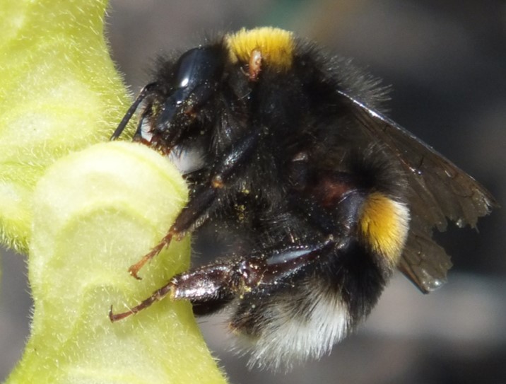 Phil Stevenson (@chickpeaman) on Twitter photo One week left to apply for our #phdopportunity w/ @gawright47 @OxZooDept & me @KewScience  
Evidence for drugs in nectar as a co-evolved trait in plant-pollinator interactions. Supported by our new Leverhulme grant. Deadline 19-Feb21.  Pls RT or fwd  zoo.ox.ac.uk/graduate-studi… One week left to apply for our #phdopportunity w/ @gawright47 @OxZooDept & me @KewScience  
Evidence for drugs in nectar as a co-evolved trait in plant-pollinator interactions. Supported by our new Leverhulme grant. Deadline 19-Feb21.  Pls RT or fwd  zoo.ox.ac.uk/graduate-studi…