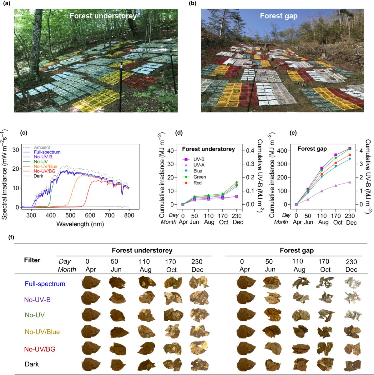 NewPhyt's tweet photo. The contribution of photodegradation to litter decomposition in a temperate forest gap and understorey #openaccess https://t.co/orLHWox9mu https://t.co/mSDK3WUMl9