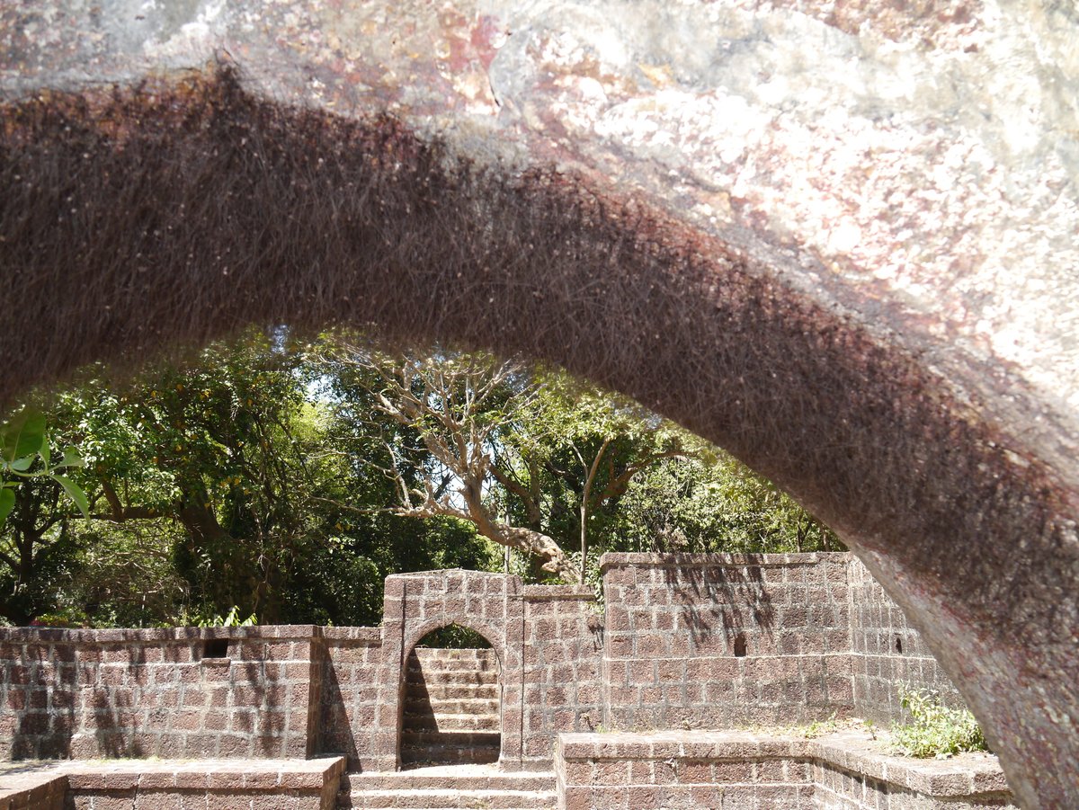 iNat user dineshvalke saw several - and by "several" we mean "thousands" of #harvestmen in #India - it's our #WildlifeWednesday Observation of the Day!

More details at: inaturalist.org/observations/6… #nature #biodiversity #animals #invertebrates #wildlife