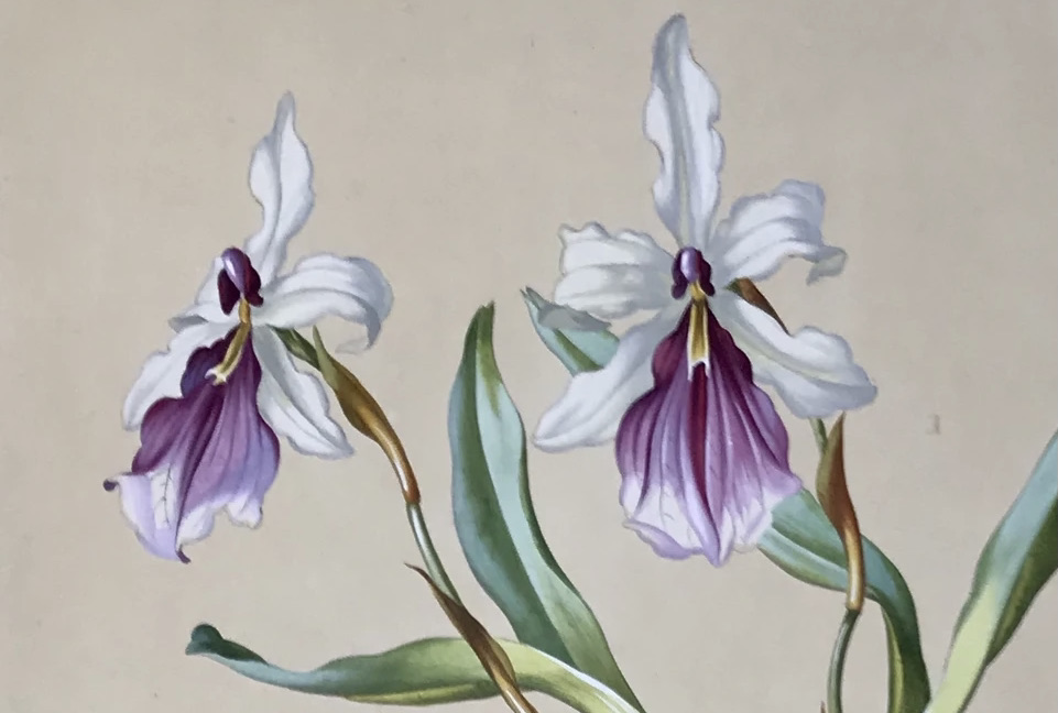 philographikon2's tweet photo. #Orchidblossom of the day:
Exquisite and extremely rare Orchids for #Orchid lovers in a most brilliant and meticulous hand colouring. By Hartinger from his "Paradisus Vindobonensis"
Today: #Miltonia #Spectabilis - Awesome!
https://t.co/qwLGGlxtWN https://t.co/snsUnI2aWX