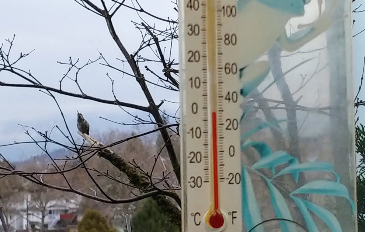 howyougo's tweet photo. Good morning Wednesday! 
#goodmorning #arcticvortex #Bbrrr #bcstorm #sunrise #Wednesday #stormhour #arcticoutflowwarning #winter #February #hummingbird #ShareYourWeather https://t.co/7zoJ2Vw7OB