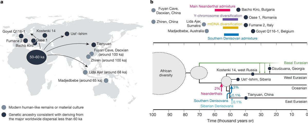 The expansion outside of Africa and contacts with Eurasian 'archaic' human groups such as Neanderthals. -Archaeology studies have suggested earlier expansions, but it seems that all later ancestry arrived <60,000 years ago.