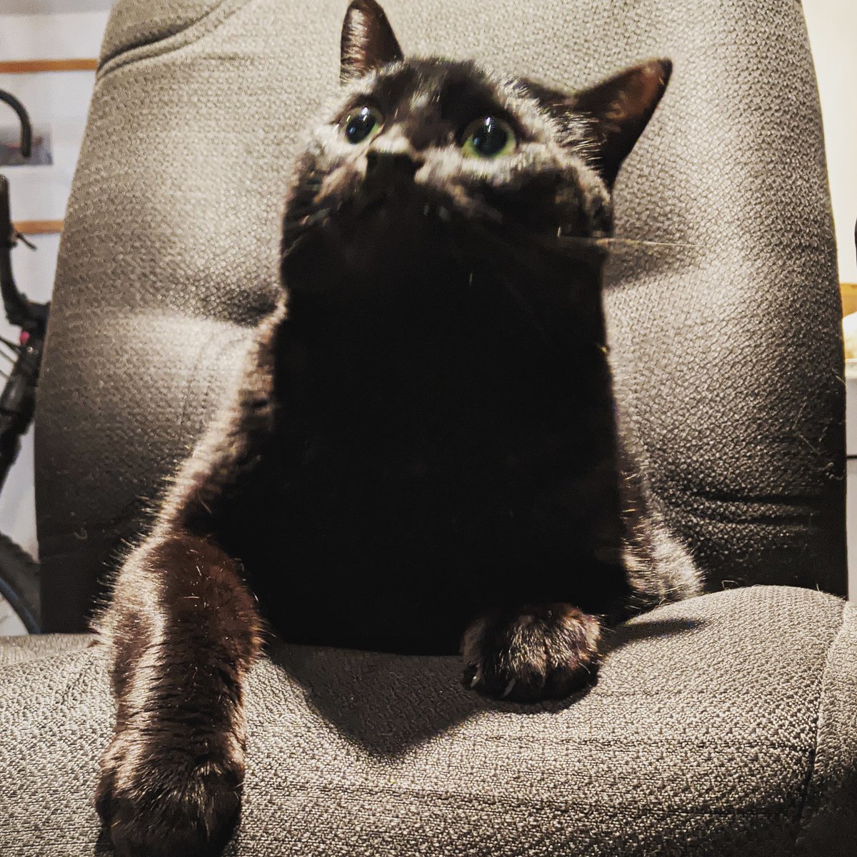 Pollinata1's tweet photo. No filter, no lawyers, all podcat. Ready for Zoom.

Who's interviewing on your #podcast this week? https://t.co/0TN4KE7P5S