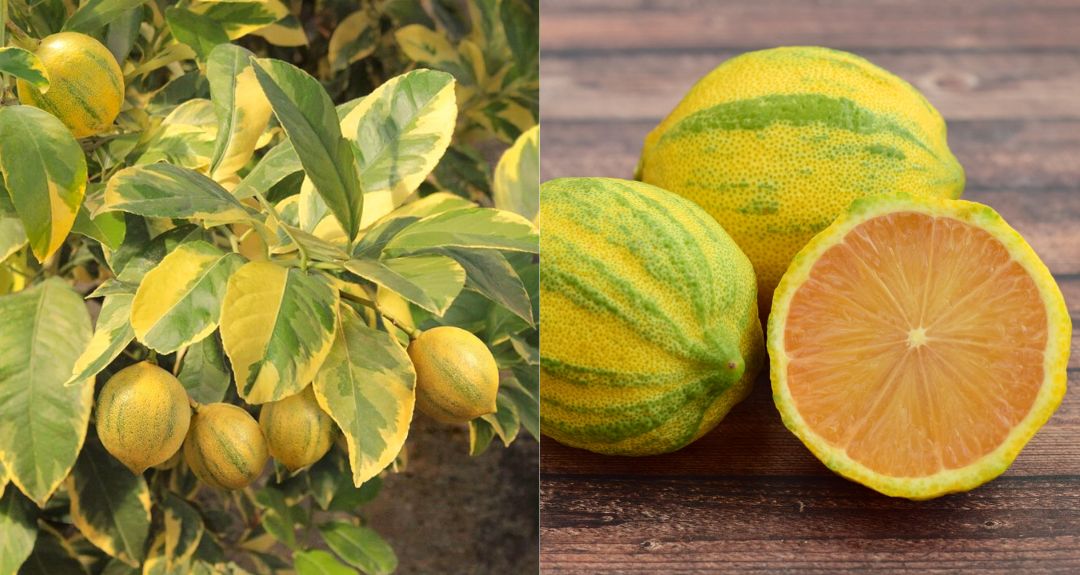 starkbros's tweet photo. The Variegated Pink Eureka Lemons are back!
Enjoy juicy, pink lemons year-round. Perfect for making pink lemonade! ๐
This striking plant grows wonderfully outdoors and is also suitable for growing indoors in a container.
.
#Variegated #pinklemons #urbangarden #citrustree https://t.co/Dqi5RV1DnS
