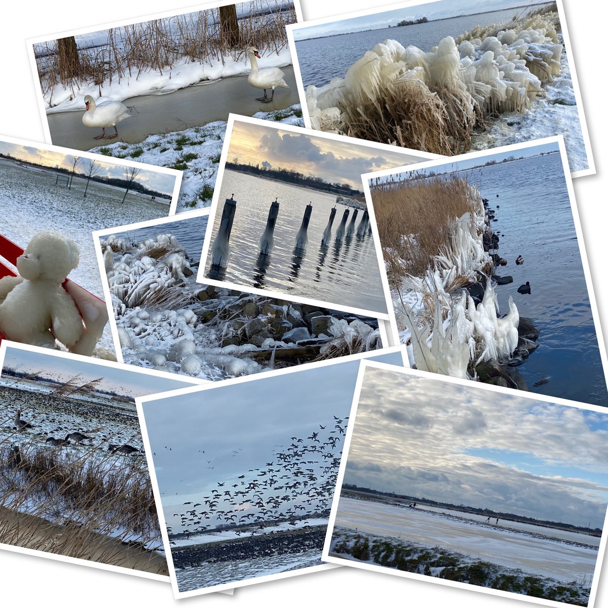 peterverduin's tweet photo. Rondje winter om het dorp. Met verrassend een ijsbeer......... https://t.co/n55wet0Ffz