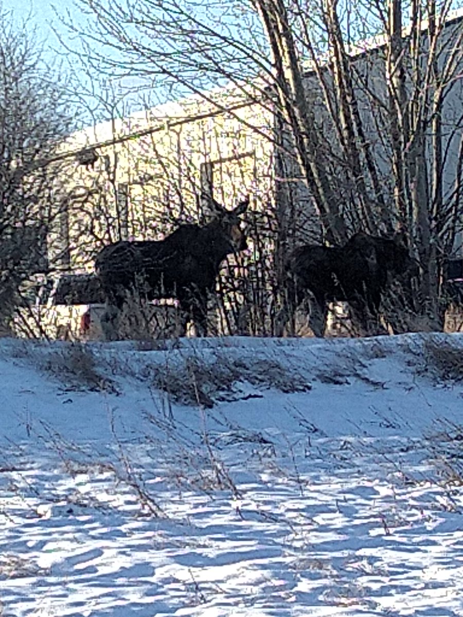 MOOSE ON THE LOOSE!

Two moose spotted near Newcastle. The last known location was on the river between Newcastle and North Drumheller/Midland. Do not approach the animals, please leave them be &amp; do not attempt to feed them! If you see them, call us 403-823-1363 #DrumhellerValley