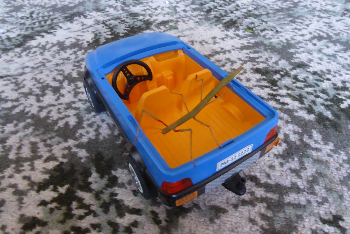 InsectFamily's tweet photo. It's My birthday thank you to my owner for giving me my own car!I love it and I am 1 today!🎂🎉😀1⃣ https://t.co/SEgTJDlj6b