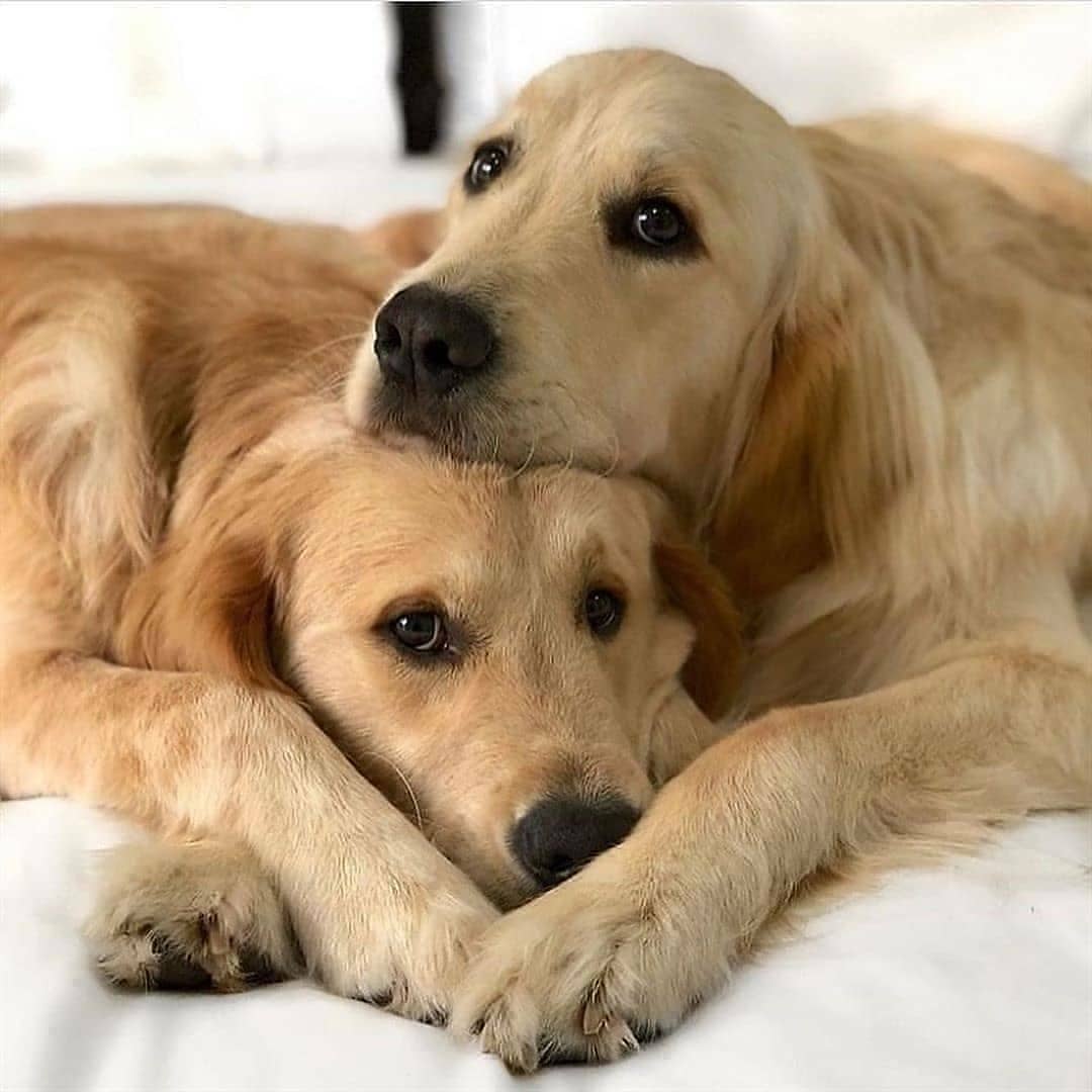 LocalPetService's tweet image. I think dogs are the most amazing creatures, they give unconditional love to their children💕💝💗💖💓
Cuteness Overloaded😍😍😍
•
Like👍
Comment 📝
Share 🖇️
•
Follow 👉@local_pet_service
Follow 👉@local_pet_service
_
#goldenretrievers #dogsoftwitter #motherlove #puppyeyes