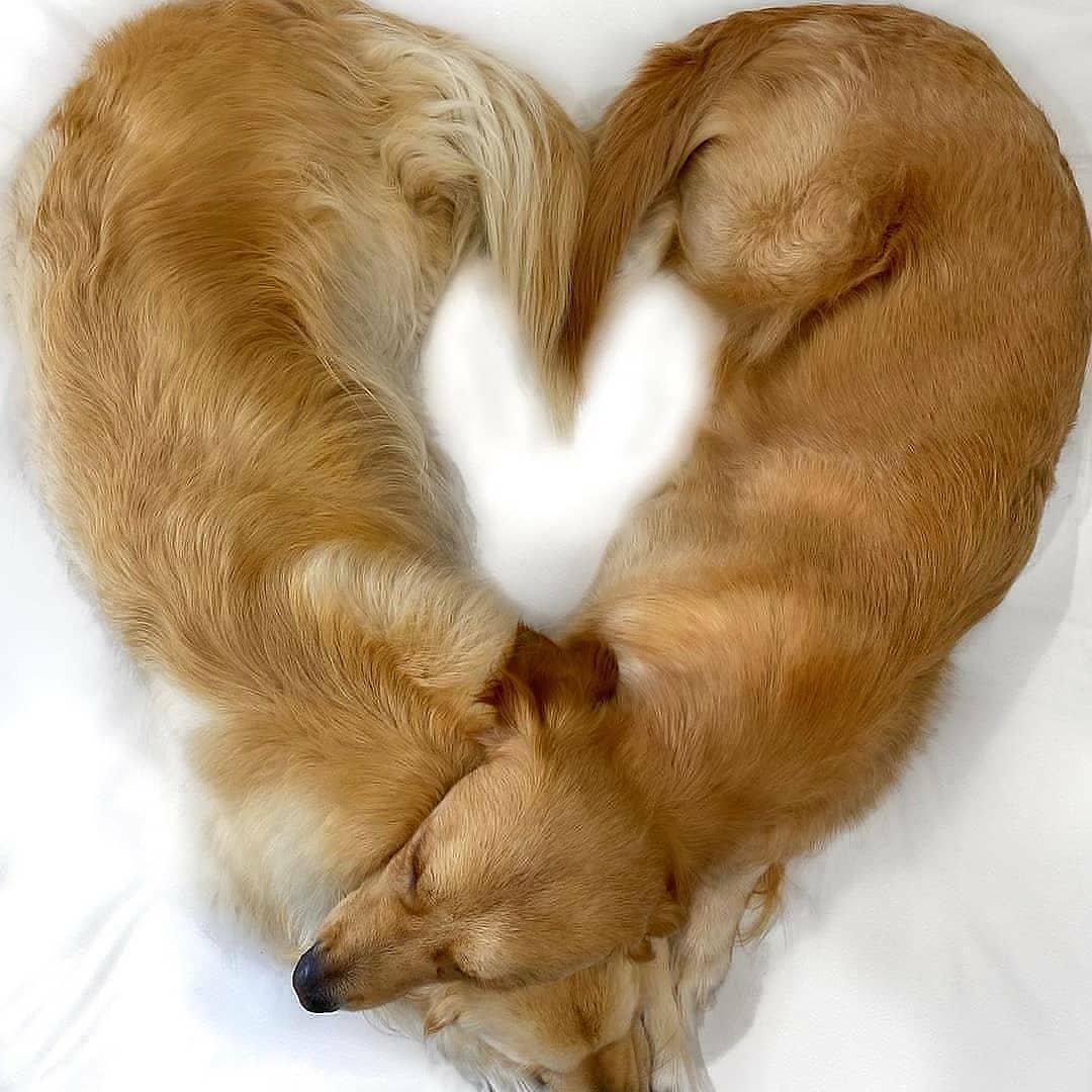 LocalPetService's tweet image. I think dogs are the most amazing creatures, they give unconditional love to their children💕💝💗💖💓
Cuteness Overloaded😍😍😍
•
Like👍
Comment 📝
Share 🖇️
•
Follow 👉@local_pet_service
Follow 👉@local_pet_service
_
#goldenretrievers #dogsoftwitter #motherlove #puppyeyes
