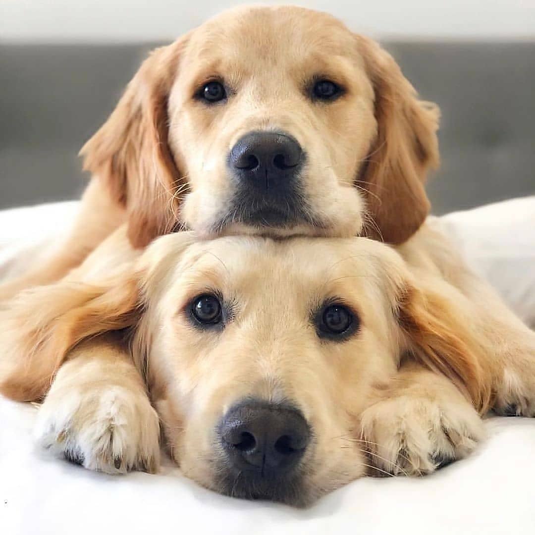 LocalPetService's tweet image. I think dogs are the most amazing creatures, they give unconditional love to their children💕💝💗💖💓
Cuteness Overloaded😍😍😍
•
Like👍
Comment 📝
Share 🖇️
•
Follow 👉@local_pet_service
Follow 👉@local_pet_service
_
#goldenretrievers #dogsoftwitter #motherlove #puppyeyes