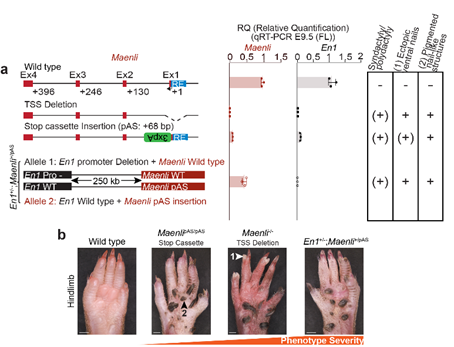 This significantly altered En1 expression in the developing limb bud and the mice exhibited the characteristic double dorsal limb phenotype, suggesting that the Maenli locus is indeed causal for the limb malformations.