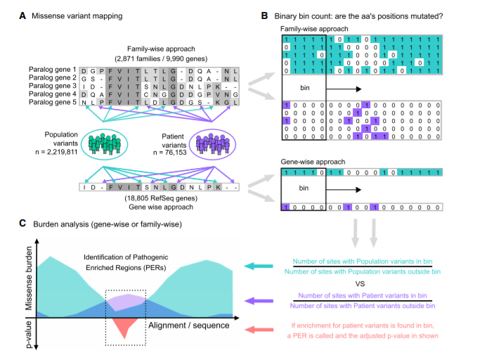 BlogClinical's tweet image. Identification of pathogenic variant enriched regions across genes and gene families - Genome Research - clinicalbioinfo.com/2021/02/identi…