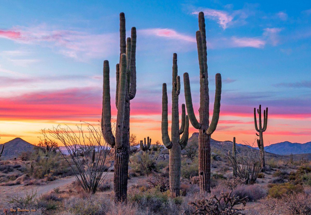 gorgeous_pix's tweet photo. Bold Stand Of Saguaro Cactus at sunset near Phoenix Arizona. From u/HellsJuggernaut on /r/mostbeautiful #sunsetnearphoenixarizona #saguarocactus #boldstand #mostbeautiful https://t.co/byLxgswSrx