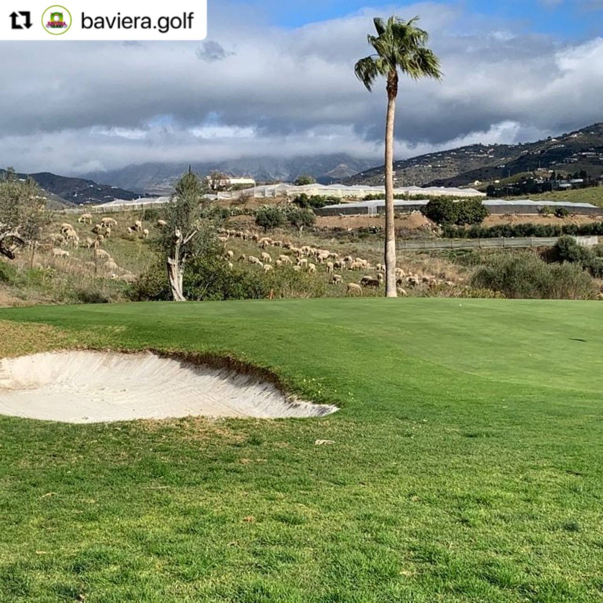 Golf in Andalucia tweet media