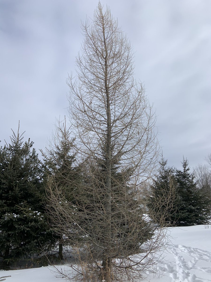 Here’s what the trees in my backyard are doing this cold February day.