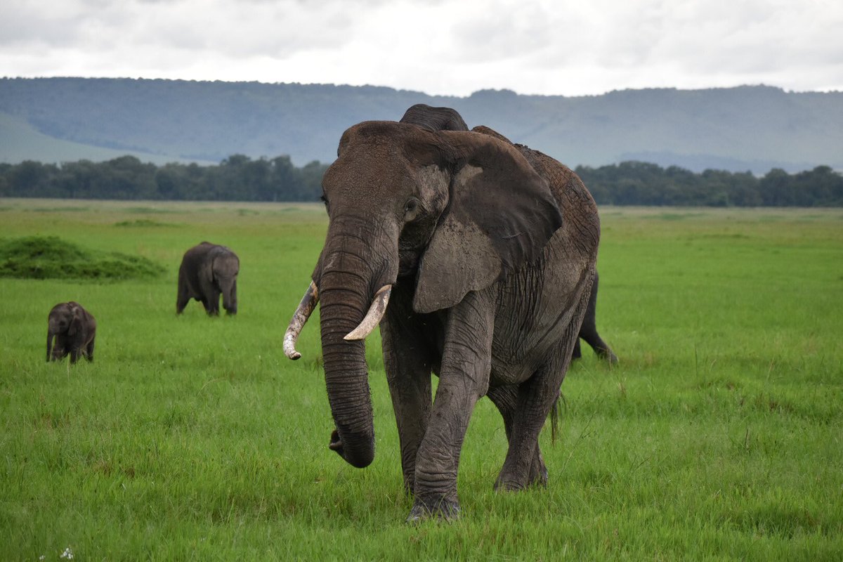3 generation of elephants enjoying the after rain green grass. #elephantfamily #elephantconservation #masaimarasafari