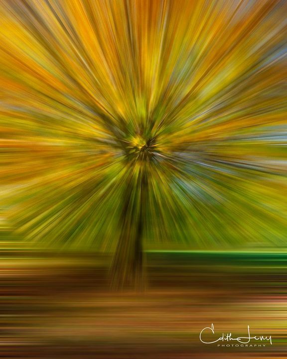 Edithlevy21's tweet photo. Autumn Explosion
..
..
#tree #autumncolors #fallcolors #vermont
#artoftheday #abstractart #abstractphotography #abstract_art #artistsoninstagram
#fineartphotography #fineart #fineartphg #arttoronto #designtoronto #torontoart #fineartphotographer #fineartphoto
#fineartpri… https://t.co/kH9CTkiydN