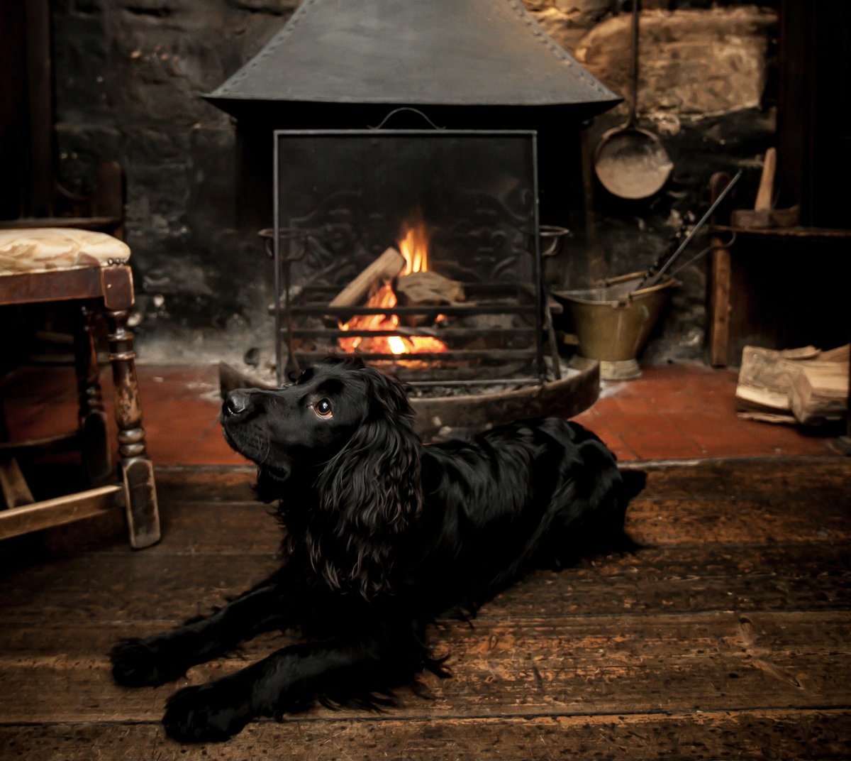 Eat out at home this Valentine's Weekend with award-winning <a href="/TheCatInn/">The Cat Inn</a> in West Hoathly. Make Valentine's Weekend special - order a tasty menu from <a href="/TheCatInn/">The Cat Inn</a> to finish at home. With love from  friendly house pet Harvey (pictured 🙂 Find out more at sussexfoodanddrink.org/promotions