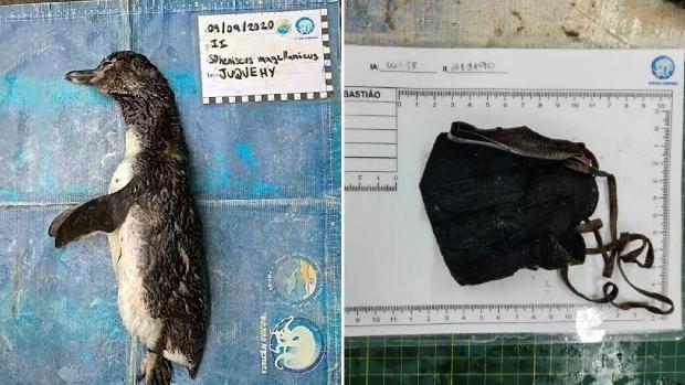 Lucia_PerezCano's tweet photo. Un #pingüino ha sido encontrado sin vida en la playa de Juquehy, en el litoral norte de Sao Paulo, tras #ingerir una #mascarilla N95 en #Brasil😔💔
#CuidemosElPlaneta!! Antes eran las bolsas de plástico, las pajitas y todo tipo de #plástico y ahora son las mascarillas 😔 https://t.co/MWZi3sdxHO