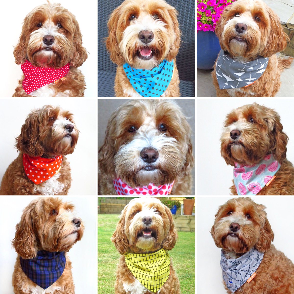 parker_chops's tweet photo. Twitter pals, It’s been a while since I’ve been on... Mum has been super busy with Woofy Chops, her new business making dog bandanas and accessories but I wanted to share a few photos, just in case any furs might fancy a little look 🥰.  Stay safe xx
https://t.co/JsNTBLZiJw https://t.co/IFKx9xE6Xt