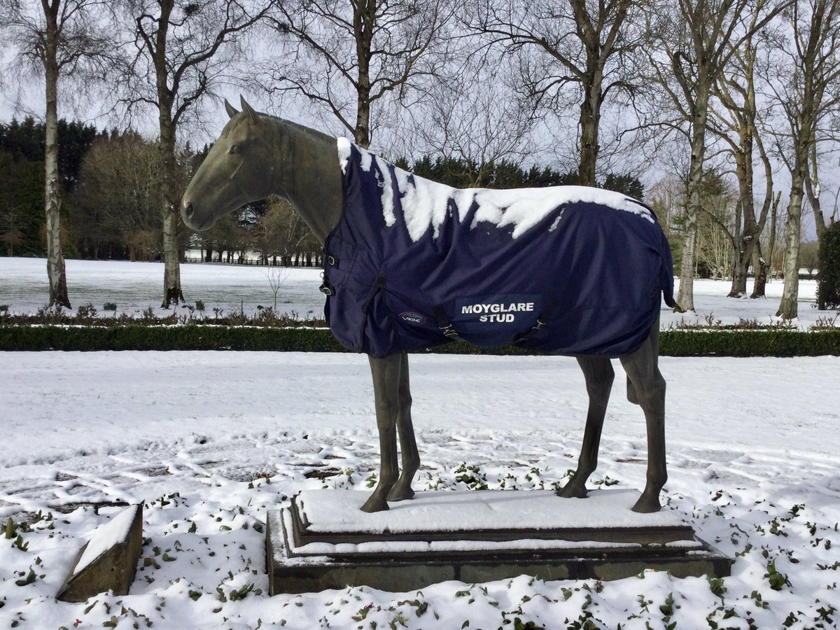 MoyglareStud's tweet photo. 11 up @Goffs1866 & 11 sold. Thank you to some brilliant buyers & underbidders, we wish you all the best of luck with your purchases. @IrishNatStud @AndrewSlattery7 #BrianDuffy, #GaryDuffy, #HuntingHornSyndicate, #theMonaghanfamily, #JimDoyle, #KieranGrace and #GaryDavis. https://t.co/nxyo729Fw1