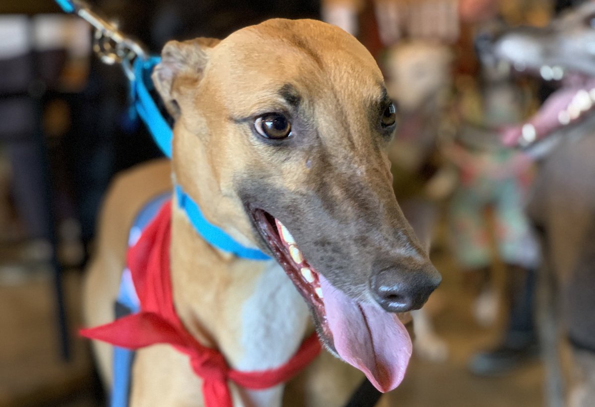 prisongreyhound's tweet photo. Are you looking for a fun, playful dog? Kelsey is your girl! She is 2 years old and would prefer a busy household. She would do well with children, but no cats please. Kelsey is available. https://t.co/jy8dxwp0vz
