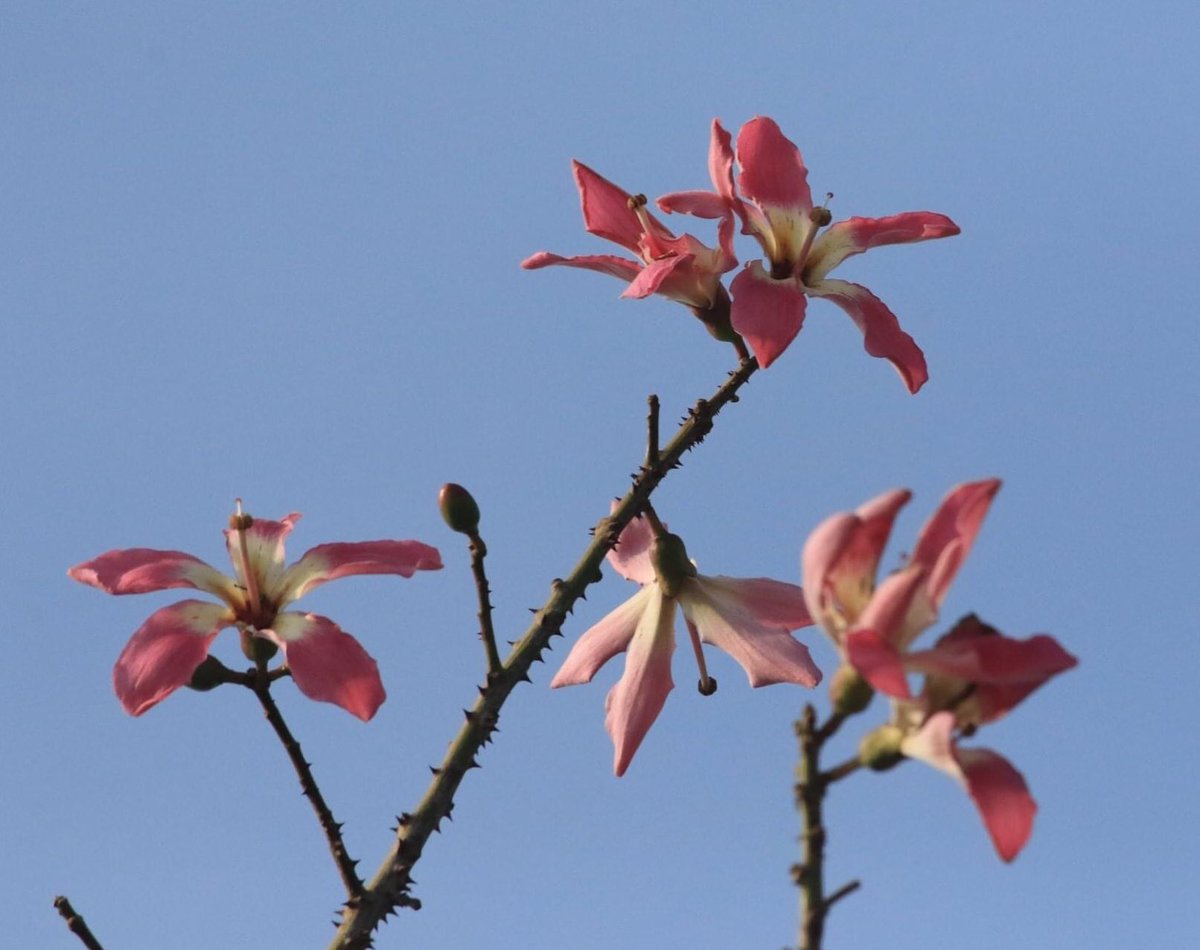 The last ones to bloom this season - kapok or Ceiba speciosa at the garden of five senses New Delhi #TwitterNatureCommunity #floral #flora #floweringtrees