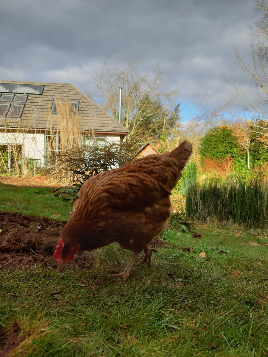 Made a friend at a client's garden today, she was very chatty and ate all the cockchafer grubs, bonus! 

#chickensoftwitter #gardenbuddy #naturalpestcontrol #gardening #bloodyfreezing