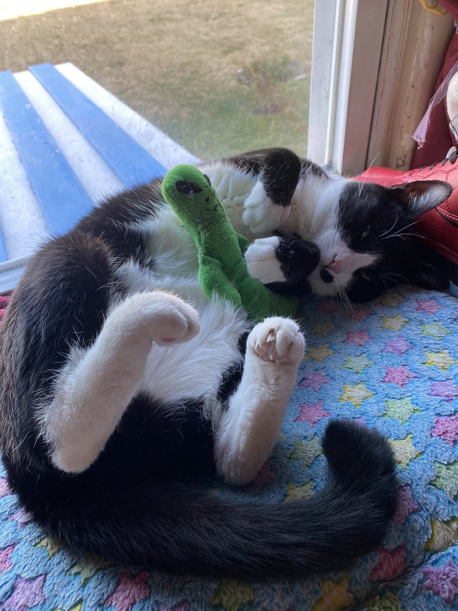 Boopiecat's tweet photo. MY FABORIT TOY!! MR.AYELMAO https://t.co/fVnfpXlwC0
