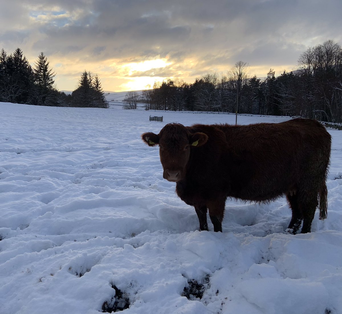 Denis Robson (@denisrobson2) on Twitter photo Massively impressed and grateful to <a href="/traquairhouse/">catherine m-s</a> for the timing of their new path network, created just before Lockdown. Exercising safely, walking through this pandemic. Thank you! <a href="/TweedGo/">GO Tweed Valley</a> <a href="/borderscouk/">Borders-co-uk</a> <a href="/Walk_Borders/">WalkScottishBorders</a> Massively impressed and grateful to <a href="/traquairhouse/">catherine m-s</a> for the timing of their new path network, created just before Lockdown. Exercising safely, walking through this pandemic. Thank you! <a href="/TweedGo/">GO Tweed Valley</a> <a href="/borderscouk/">Borders-co-uk</a> <a href="/Walk_Borders/">WalkScottishBorders</a>