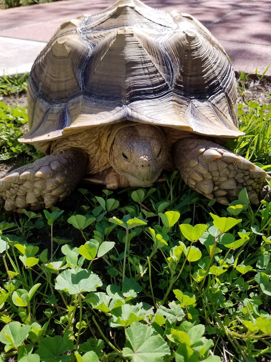 Akupara Games 💫 Indie Games tweet media