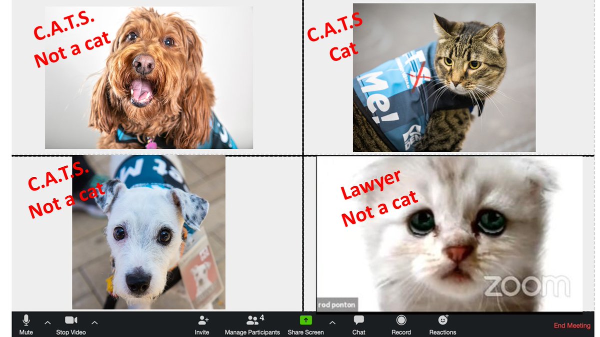 Denver Int L Airport We Get It The Cat Not A Cat Thing Can Be Confusing Most Of Our Cats Canine Airport Therapy Squad Are Actually Dogs Here S A Handy Zoom