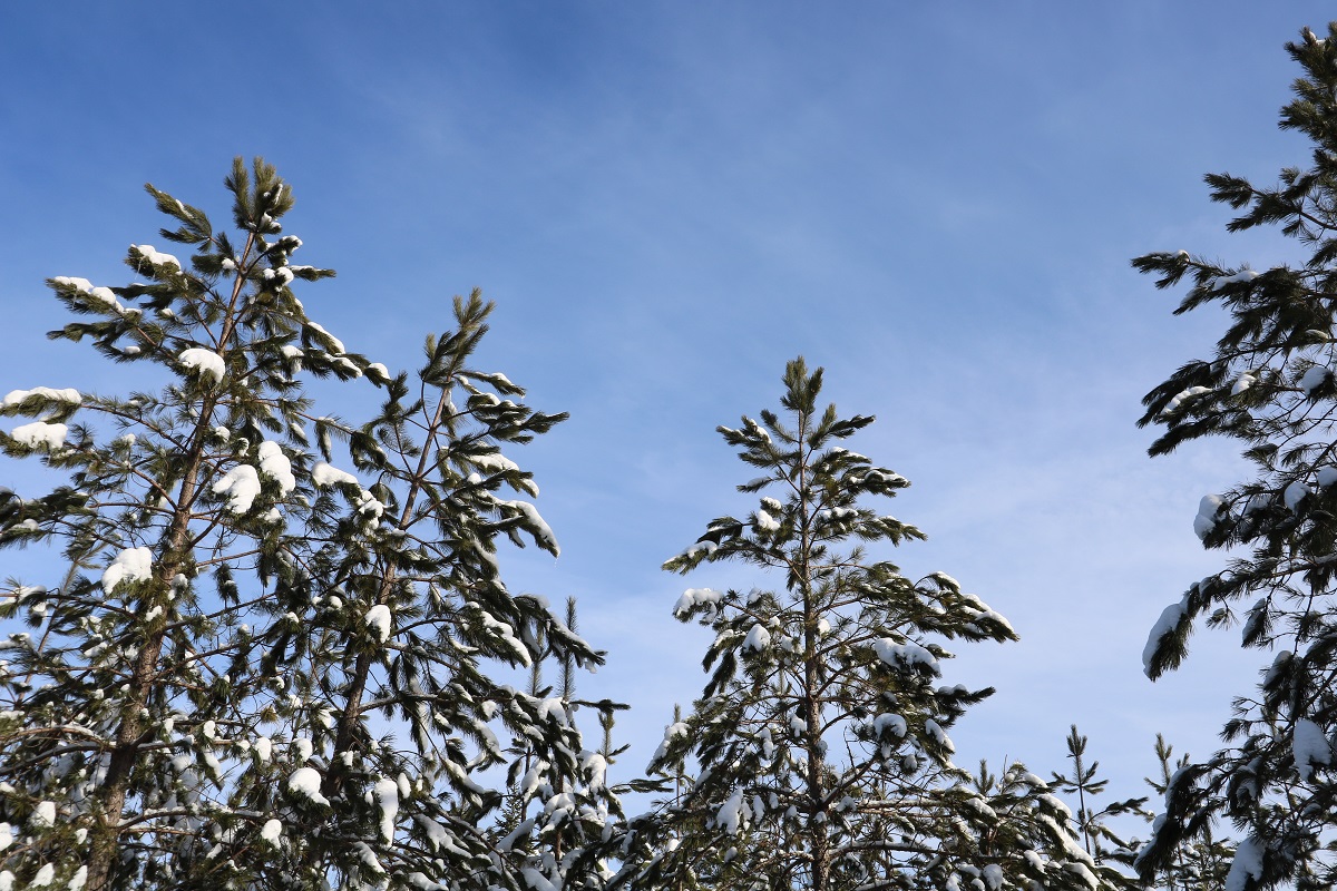 Ontario Parks tweet media