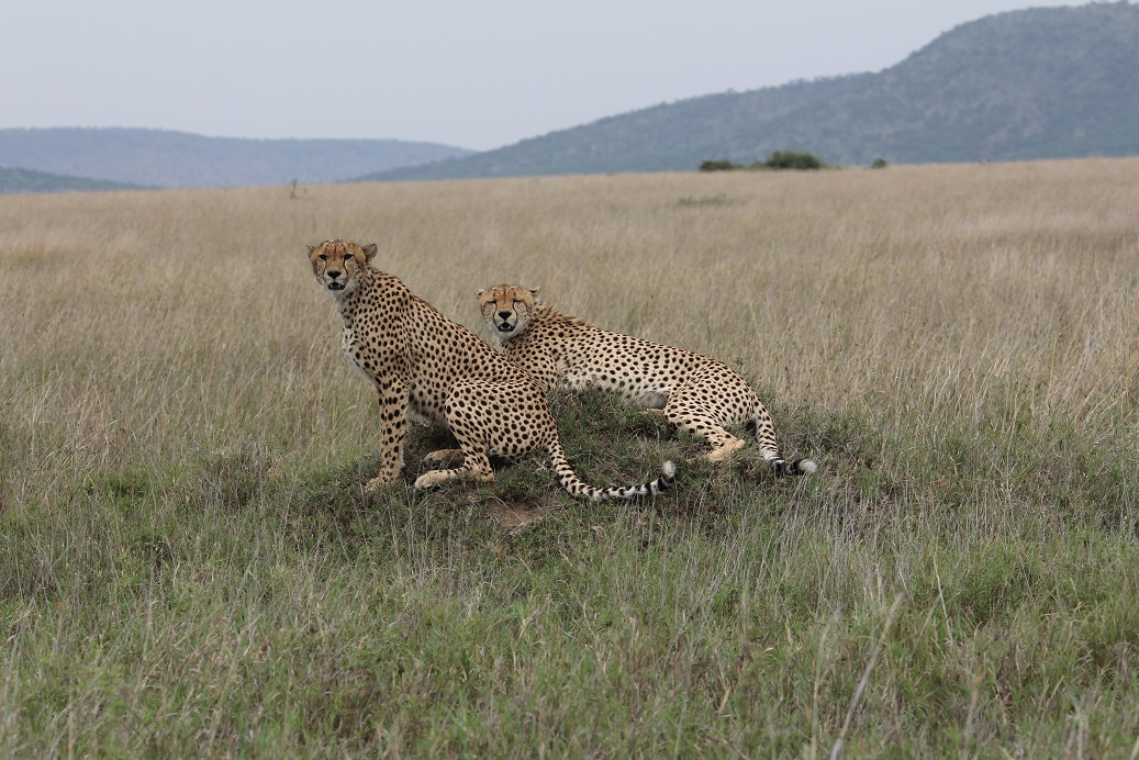 So I was very pleased when they climbed on a termite mound.