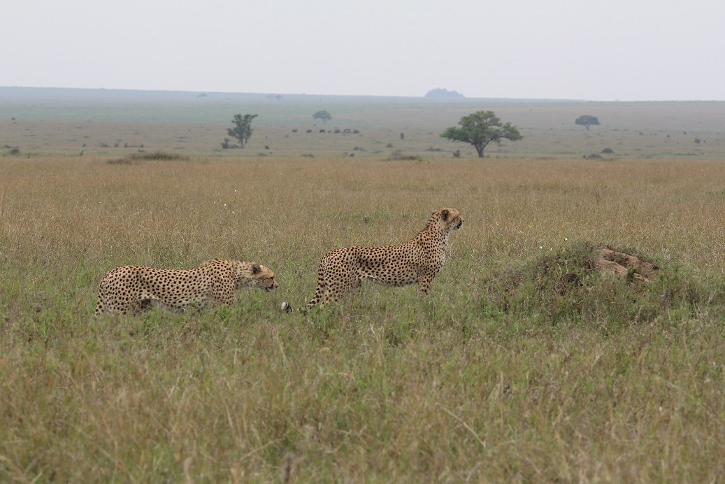 So I was very pleased when they climbed on a termite mound.