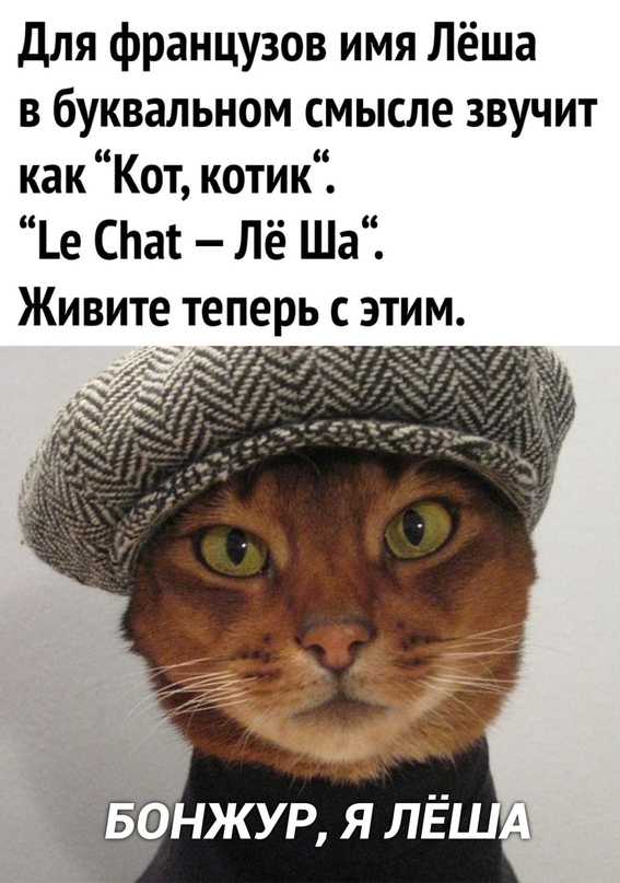 Будь как кот. Комикс один день из жизни кота. Будь как кот. Кого боятся кошки. Как стать котом.