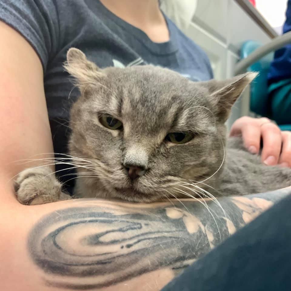Little One has emerged from hiding to thank her Valentine admirers! She sends her gratitude to Jake &amp; Judy, Anna, Sarah, Joelle, and Deborah for their gifts💕

Learn more about Little One: phillypaws.org/adopt/animals-…

Send an adoptable pet a Valentine: phillypaws.org/valentine