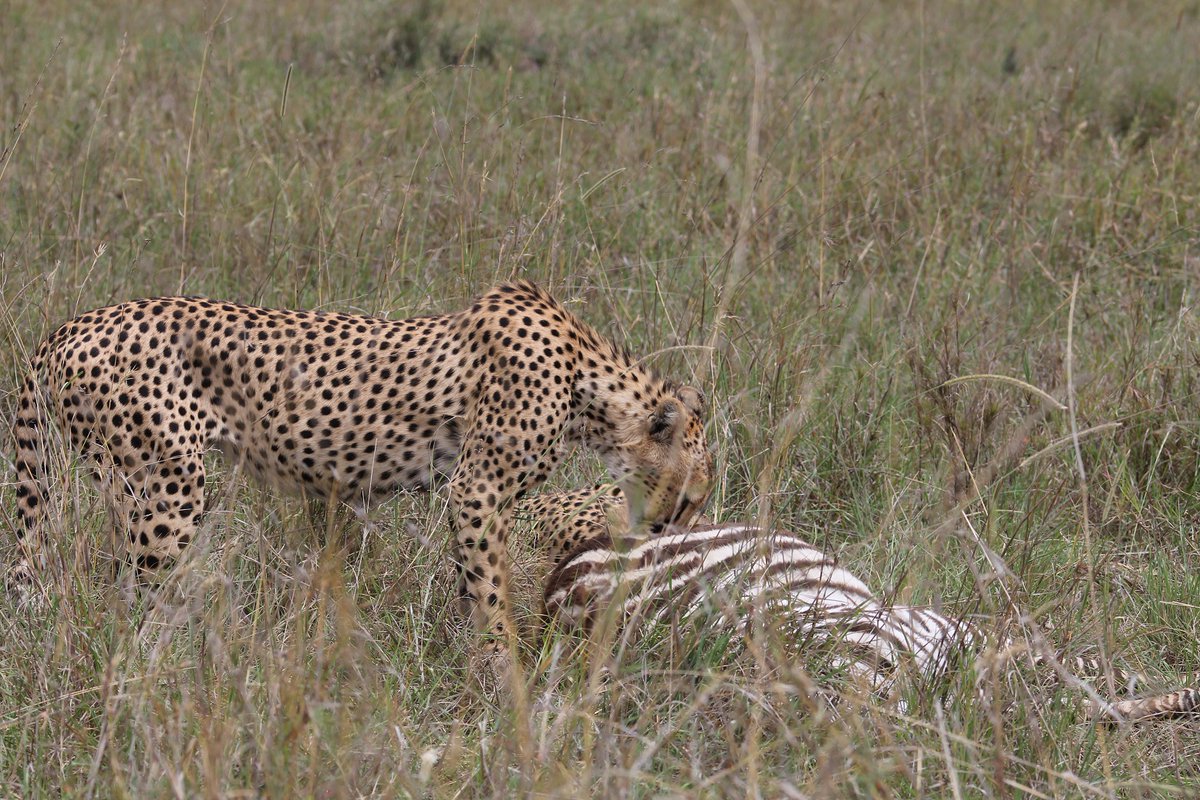 Fast forward a bit and the two of them had taken down a zebra. It wasn't an adult but still plenty big for two cheetahs.