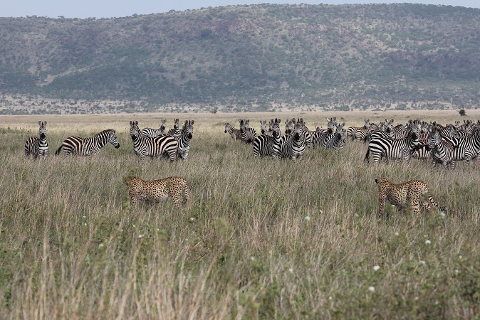 They got down from the termite mound and walked past the staring zebra, their bellies absolutely crammed full of zebra.